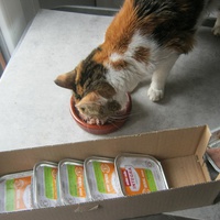 photo de livraison pour Au Bonheur des Chats Libres