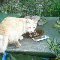 photo de livraison pour L'Ecole du Chat Istreen