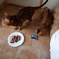 photo de livraison pour Amicale Chats