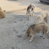 photo de livraison pour Civic Initiative Kane Korzo Skopje