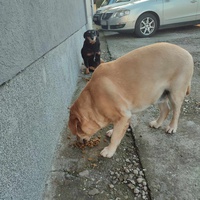 photo de livraison pour Ivana Nikolić