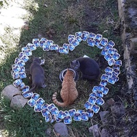 photo de livraison pour Les Chats de la Tour