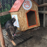 photo de livraison pour Save & Hope for Dogs