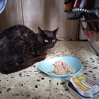 photo de livraison pour L'école du Chat d'Ollioules