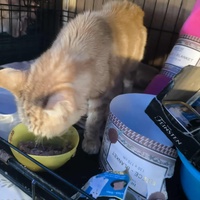 photo de livraison pour Chats Libres de Béziers