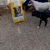 photo de livraison pour Comme Chiens et Chats Maroc