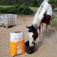 photo de livraison pour Happy Horse Day