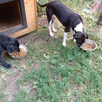 photo de livraison pour Serbian Society for the Protection of Animals - SSPA