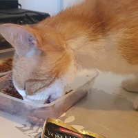 photo de livraison pour A Pas De Chats