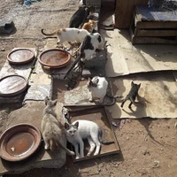 photo de livraison pour ADAN Essaouira