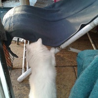 photo de livraison pour SOS Animal Tendresse