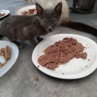 photo de livraison pour Association Des  Chats  De Hyeres