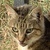 photo animal