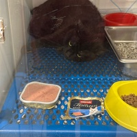 photo de livraison pour L'école du Chat d'Ollioules