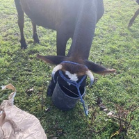 photo de livraison pour Espoir au Galop