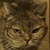 photo animal
