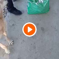 photo de livraison pour Udruženje za zaštitu životinja "Pongo"