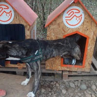 photo de livraison pour Refuge pour chiens de Baia Mare