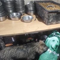 photo de livraison pour Svetlana Bjelogrlic