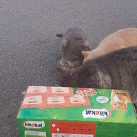 photo de livraison pour Les chats Port-Saint-Louisiens