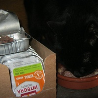 photo de livraison pour Au Bonheur des Chats Libres