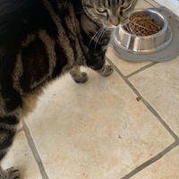 photo de livraison pour Le Chat Salonais