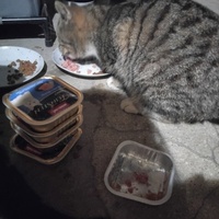 photo de livraison pour Chat Ami pour la Vie