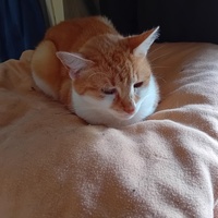 photo de livraison pour Les Félins Concitoyens de Saint Eliph