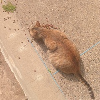 photo de livraison pour Comme Chiens et Chats Maroc