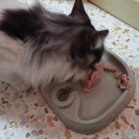 photo de livraison pour Cat Miaou
