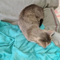 photo de livraison pour École du chat libre du Bocage bressuirais