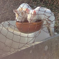 photo de livraison pour Les Chats Paix Belle du Lauragais