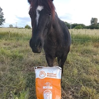 photo de livraison pour Happy Horse Day