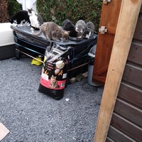 photo de livraison pour Sweety Pets