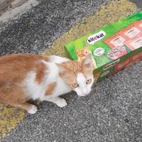 photo de livraison pour Bien vivre avec les Chats Sallélois