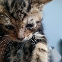 photo de livraison pour Stérilcat 80
