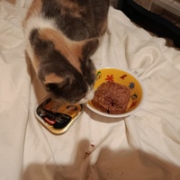 photo de livraison pour Les Chats de la Rue