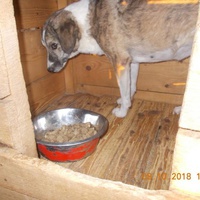 photo de livraison pour Pro Animals Finland ry