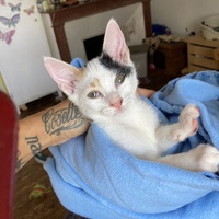 photo de livraison pour Cosette