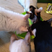 photo de livraison pour Les Pattounes de l'Espoir