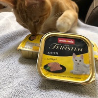 photo de livraison pour Les chats de l'Indifférence