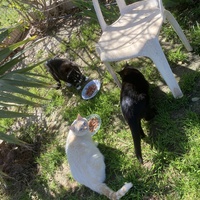 photo de livraison pour Association Des  Chats  De Hyeres