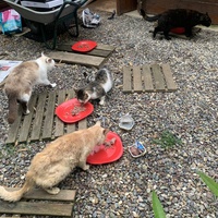 photo de livraison pour Les chats de chez nous
