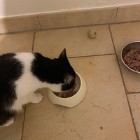 photo de livraison pour Les Chats Libres Condom 32