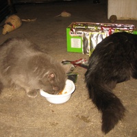 photo de livraison pour Jardin des Chats