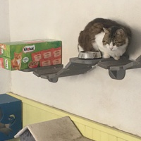 photo de livraison pour Association des Chats Camarguais