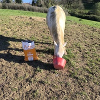 photo de livraison pour Les Crinières de Salherm