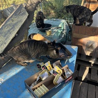 photo de livraison pour Les chats Port-Saint-Louisiens