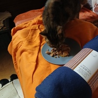photo de livraison pour Les chats de chez nous