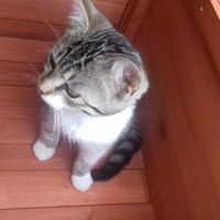 photo de livraison pour Pour l'Amour des Chats
